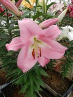 [4165 Tabledance Mak No02.JPG]